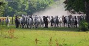 Herde ungestümer Lipizzaner Pferde auf dem Gestüt Đakovo