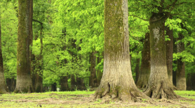 Wald rund um Slavonski Brod