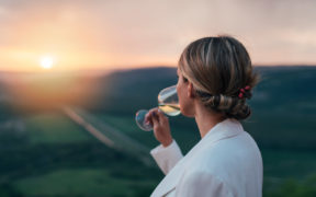 Weinernte in Kroatien