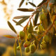 Olivengärten von Lun