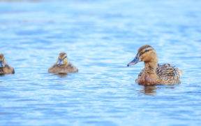 Ornithologisches Reservat Modro oko