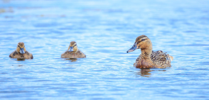 Ornithologisches Reservat Modro oko