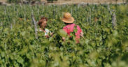 Festival der Naturweine in Lovran