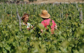 Festival der Naturweine in Lovran