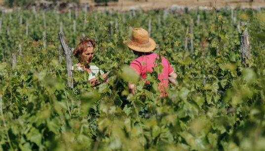 Festival der Naturweine in Lovran