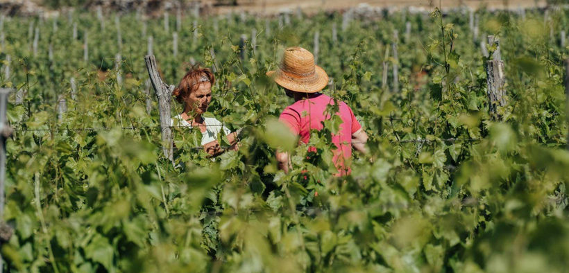 Festival der Naturweine in Lovran