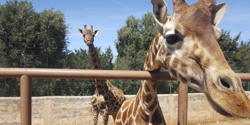 Zoo Osijek