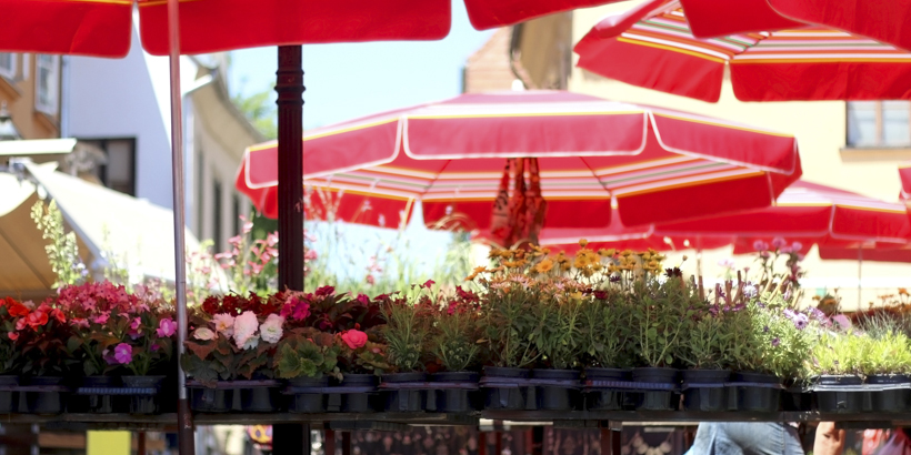 Dolac Markt