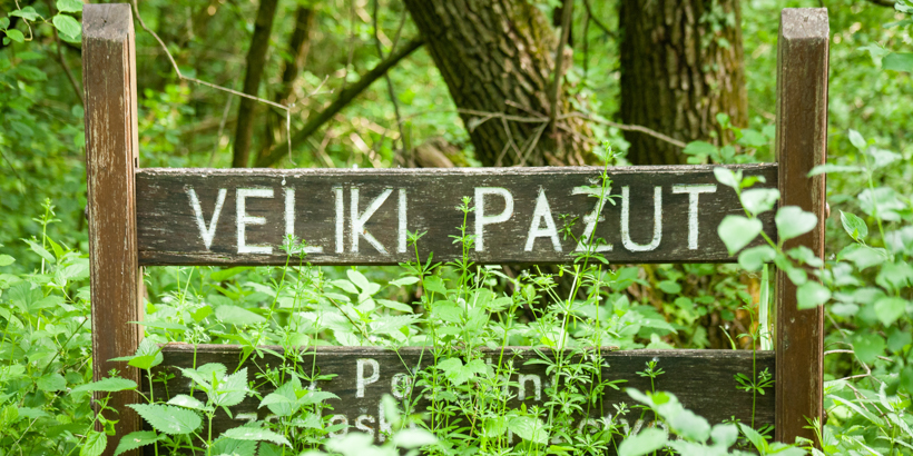 Veliki Pažut