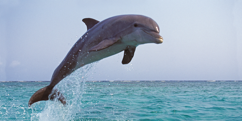 Delfinbeobachtung auf Murter