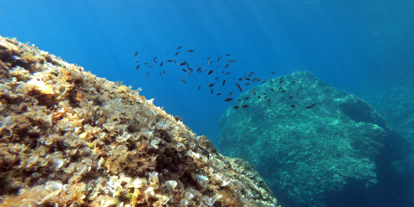 Tauchspots rund um Hvar