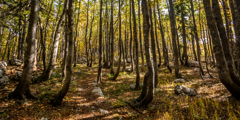 Buchenwald im Nationalpark Nördlicher Velebit, Foto: Julien Duval