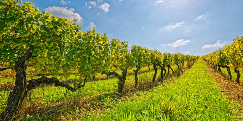 Weinrouten durch Istrien