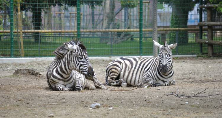 Zoo Heim vieler fremder Tierarten Aufmacher